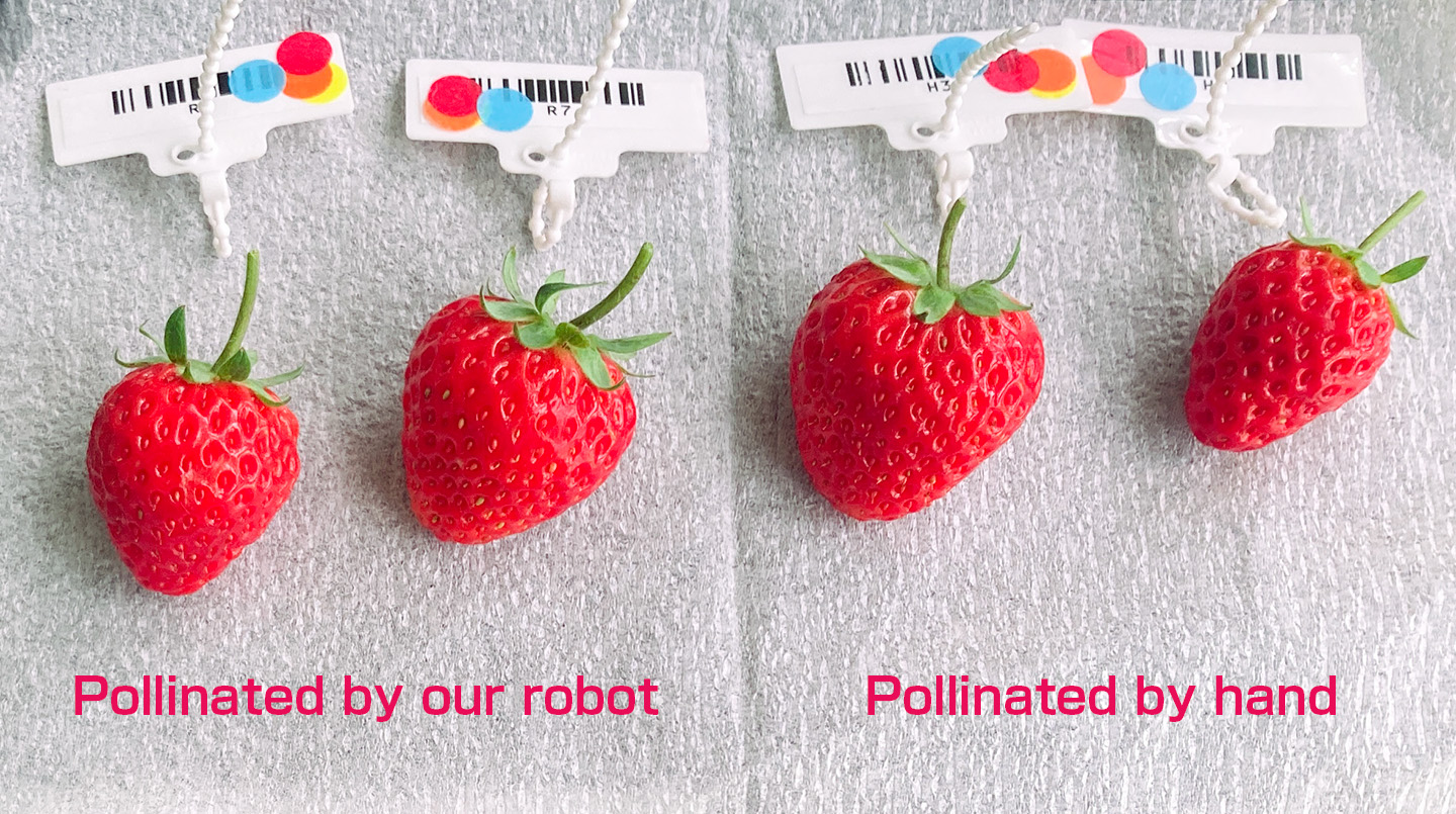 &ldquo;pollination by robot&rdquo;