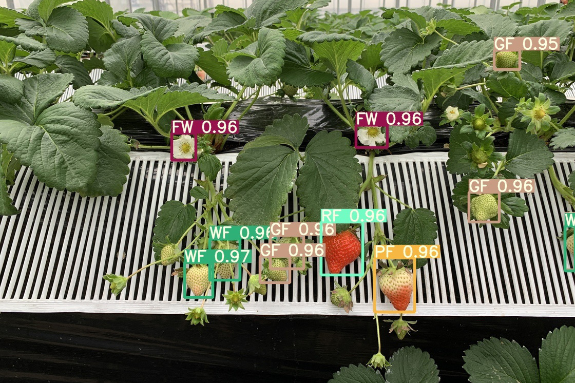 &ldquo;inference of flowers and fruits&rsquo; maturity&rdquo;